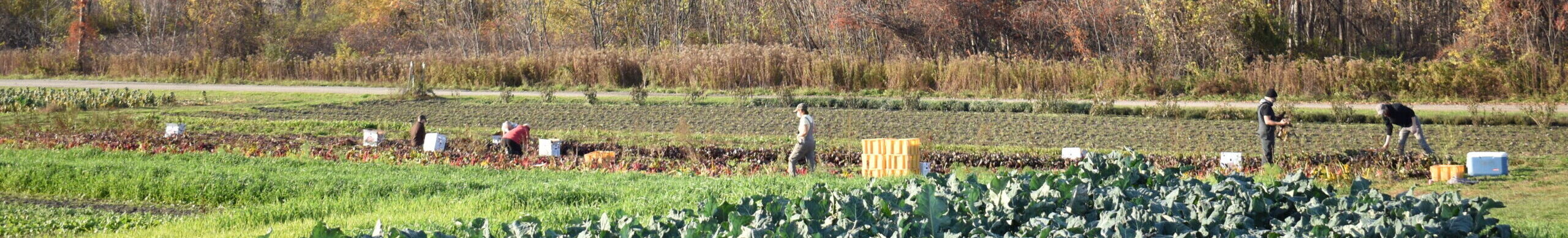 A vegetable farm landscape is dotted with farmers harvesting crops in the distance.