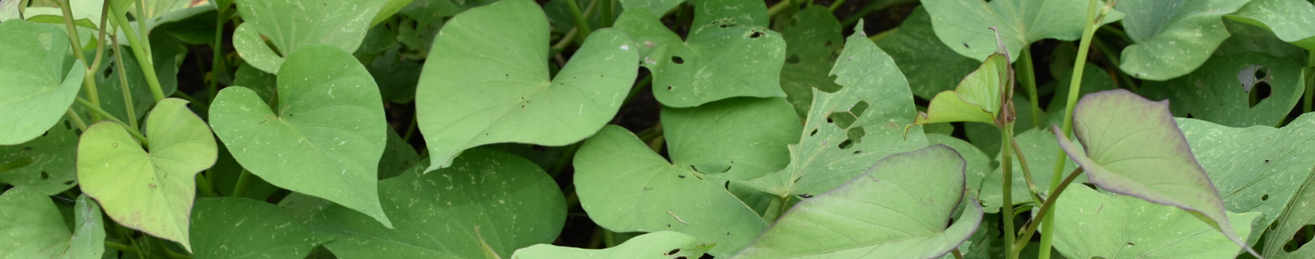 Close up picture of sweet potato vines growing in Louisiana.