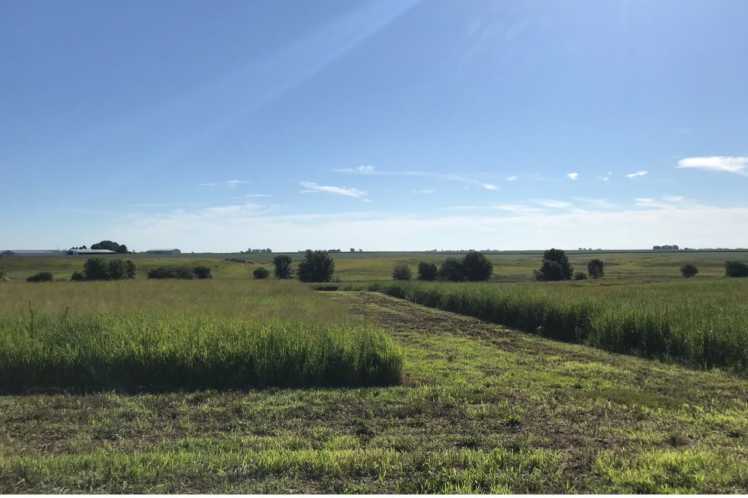 Switchgrass Field for Bioenergy Feedstock Production. Image Credit: Argonne National Laboratory