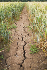 A farm field showing signs of drought, which threatens the resilience of pacific northwest agriculture.