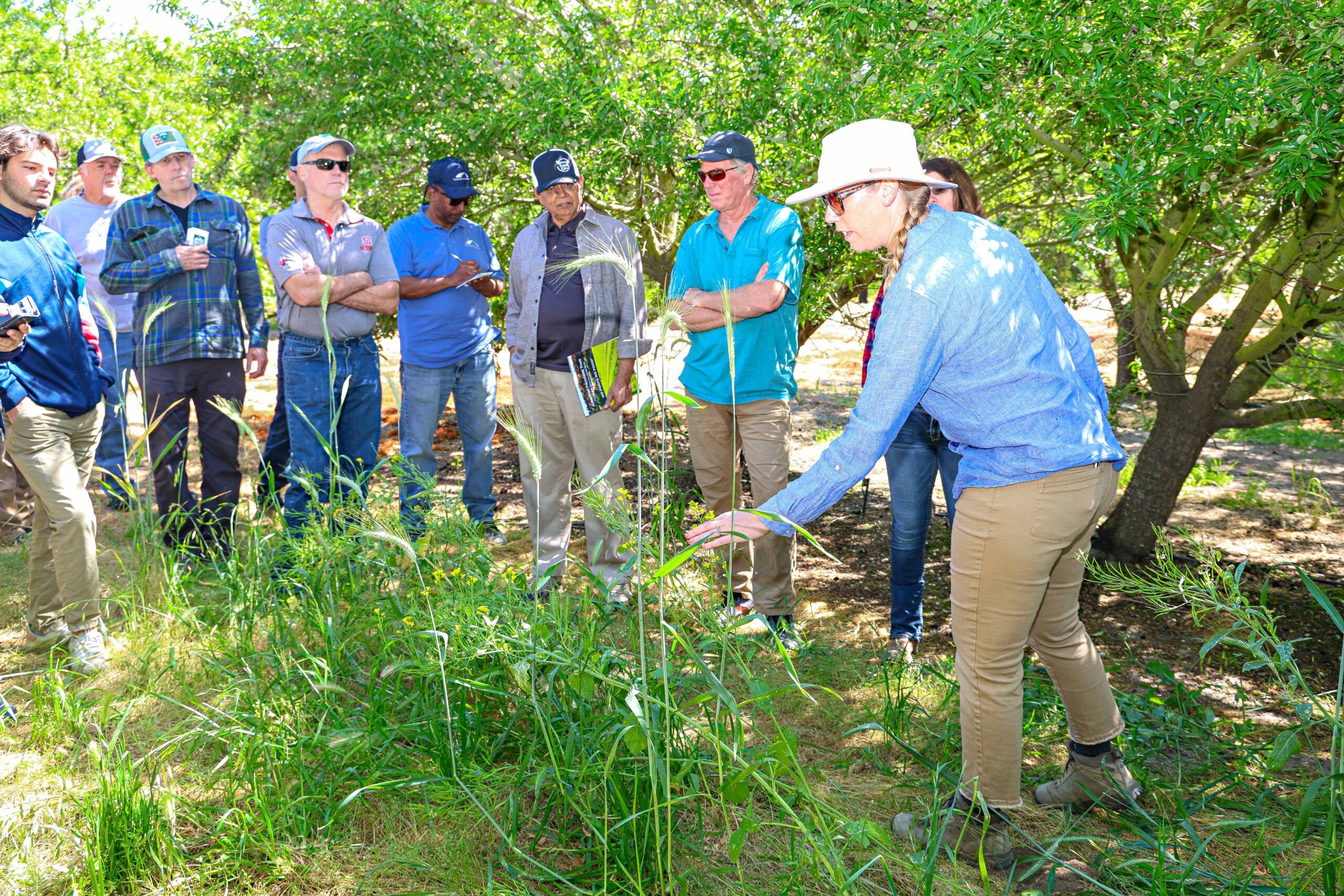 San Joaquin Valley Farmers Get Support at Cover Crops for California Orchards Workshop