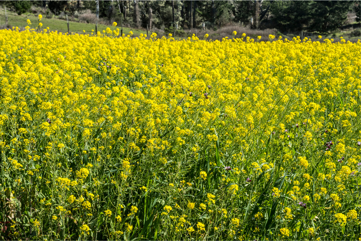 American Farmland Trust and Sierra View Solutions Release Report on Carbon Market Programs: Outlining Actions Necessary to Increase Farmer Participation