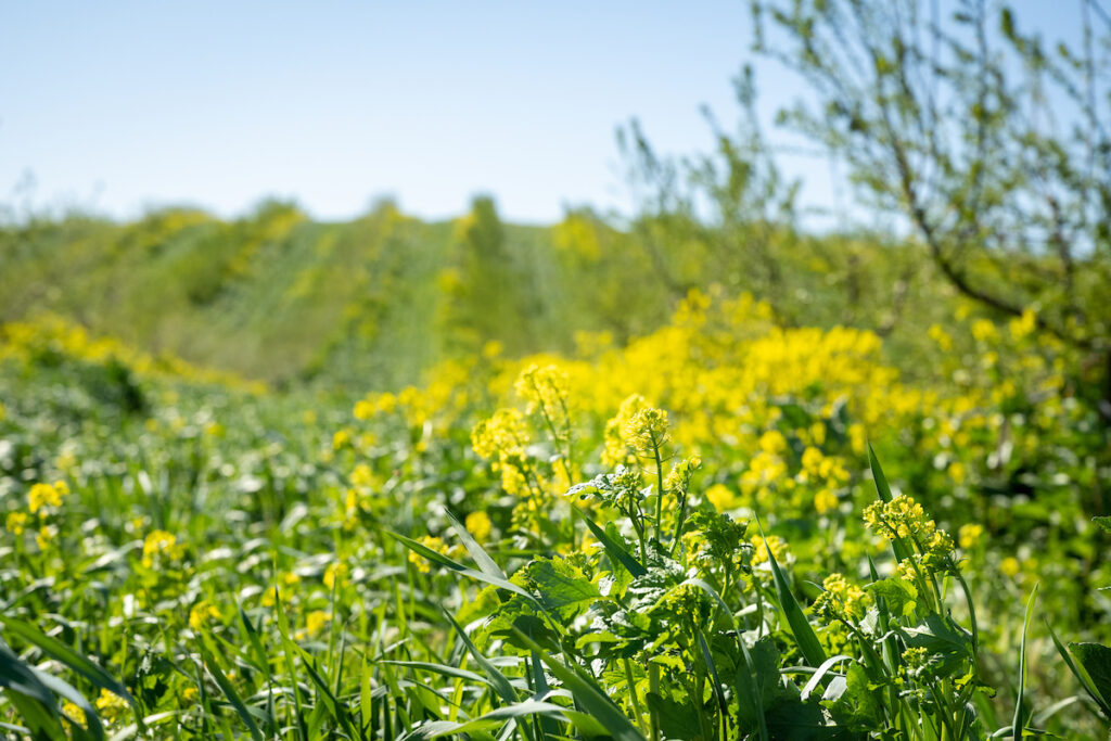 pollinator plants and cover crops by wine grapes on San Joaquin valley farm