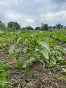 diverse crops growing on a Boise refugee farmer's four acres