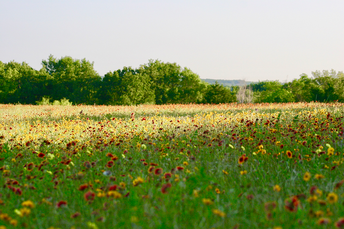 Texas Farmland is the Most Threatened in the Nation