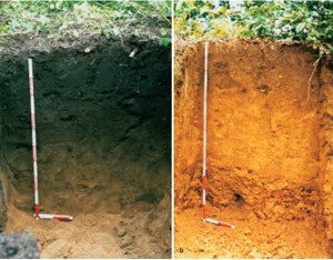 biochar and non-biochar sites in brazil