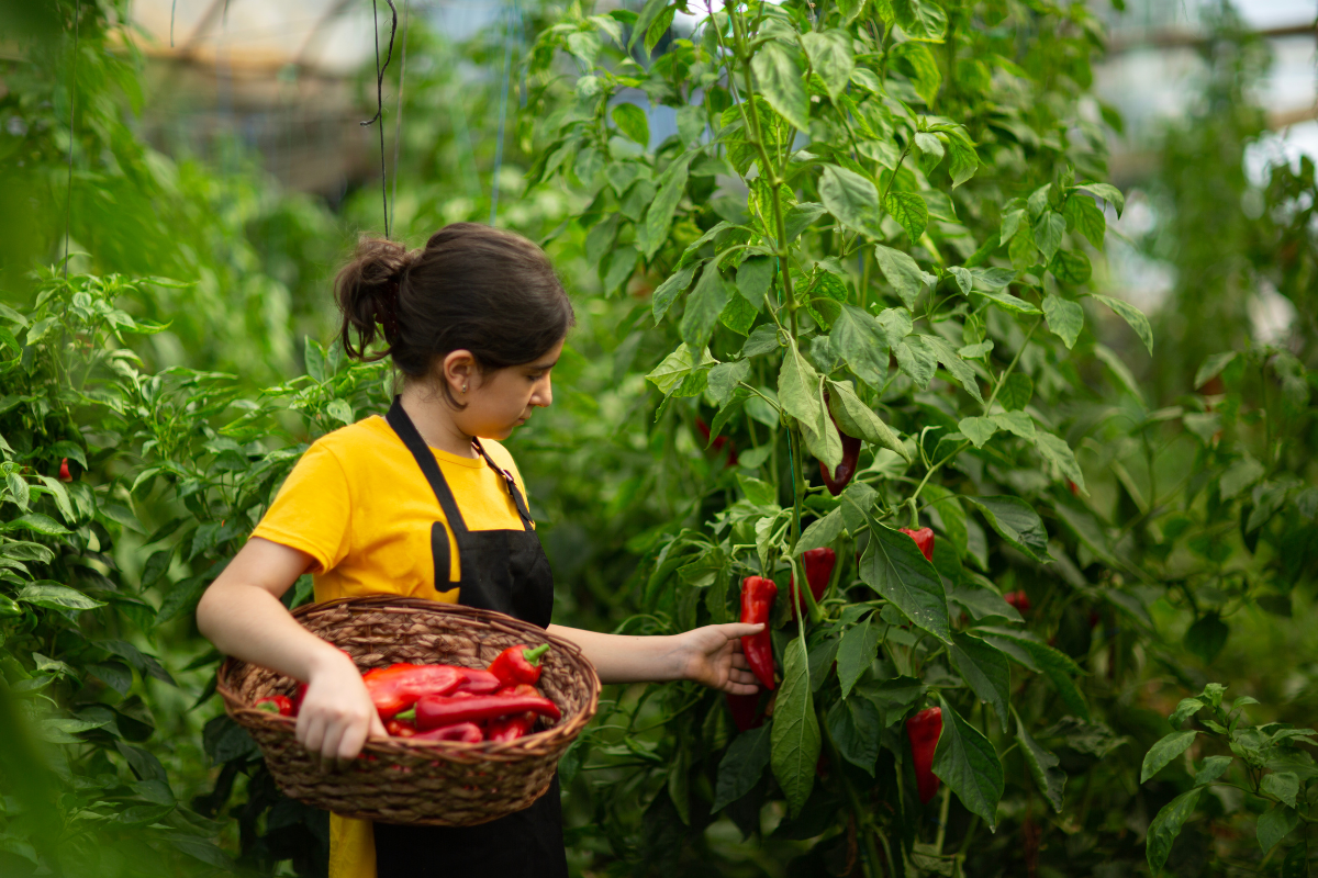 Ushering New and Beginning Farmers onto Agriculture Acreage through Federal Land Access Policy Incentives