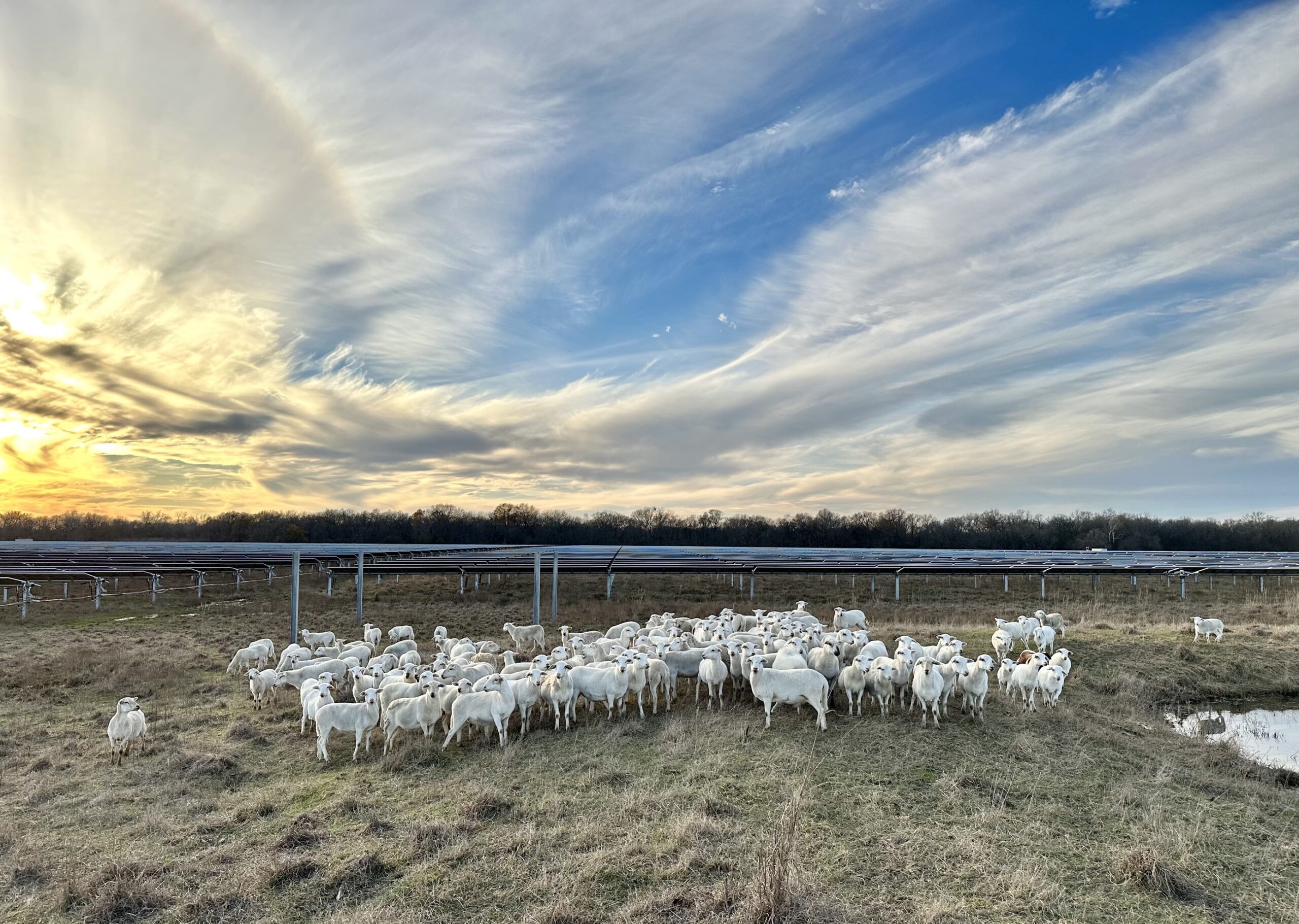 Texas Solar Sheep is Creating a Bright Future for Agrivoltaics in Texas