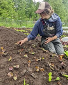 planting lettuces