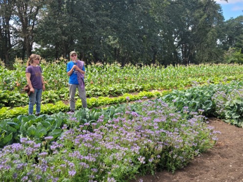 Farmers in Washington State stand in field with row crops.