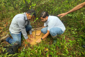 Two people plant a small tree in Puerto Rico.