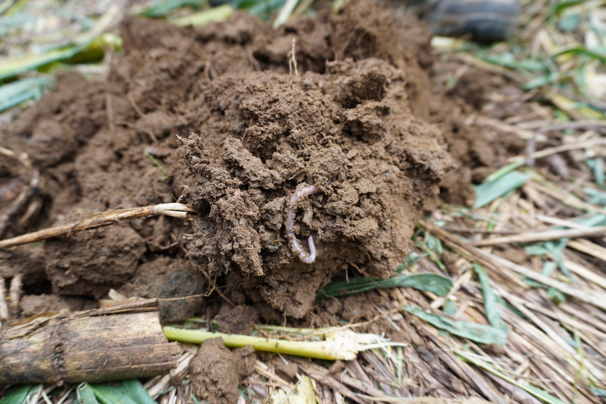 A Look into the New England Soil Health Survey