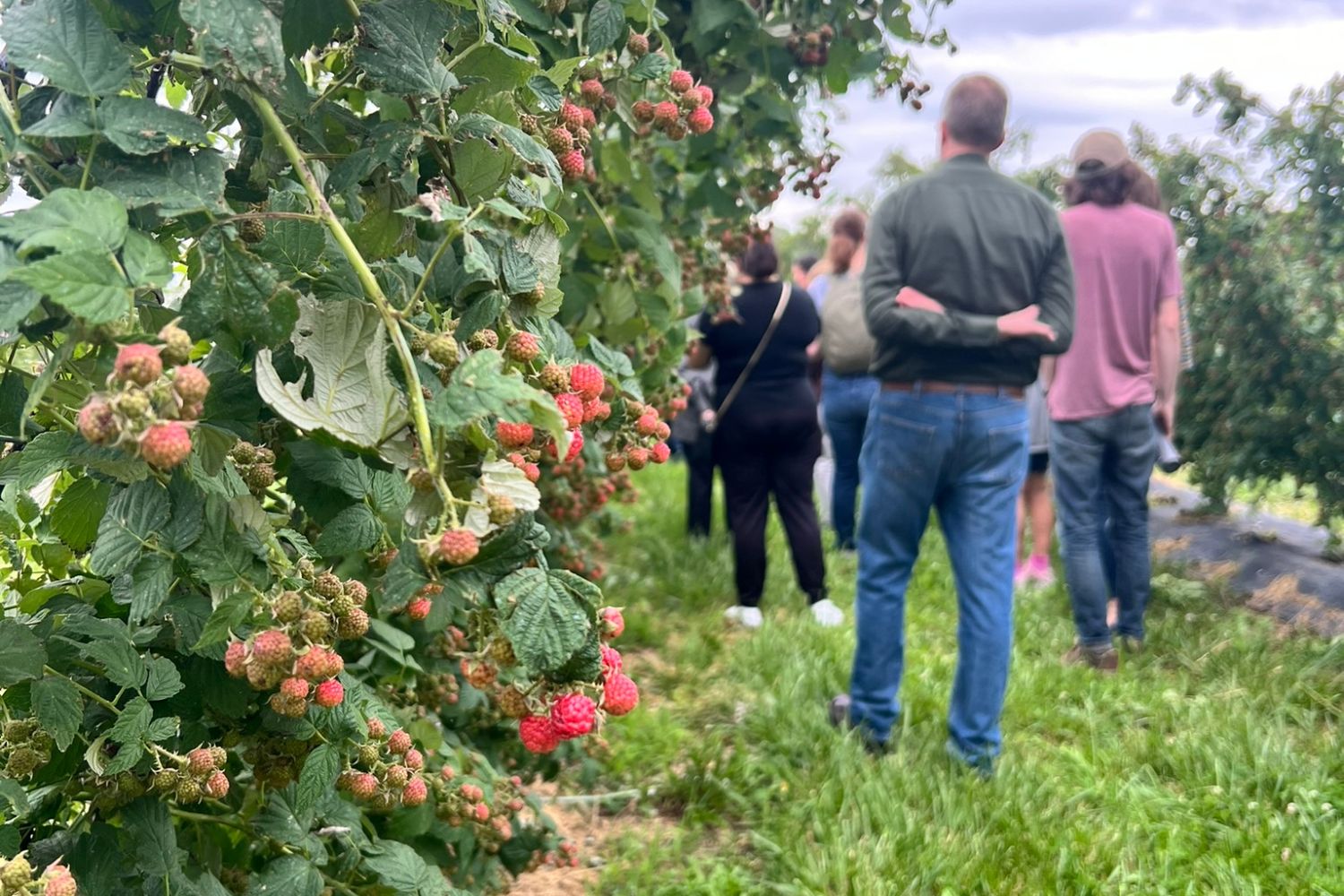 Storytelling and Sustainability: Merging Art with Nature-Based Farming Solutions
