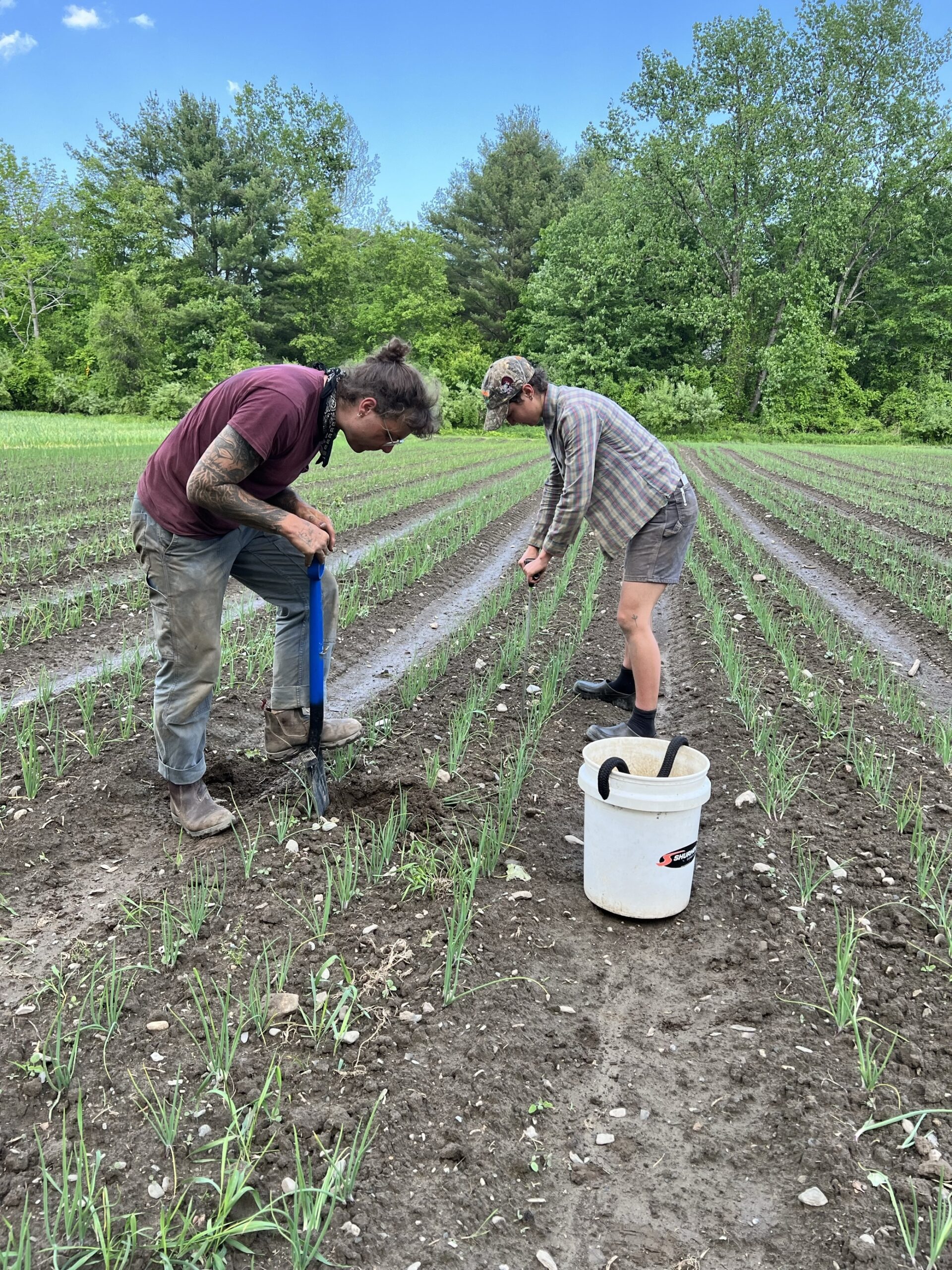 Demystifying Soil Health Management Planning: Farmers Share Perspectives on a New England Peer-to-Peer Program