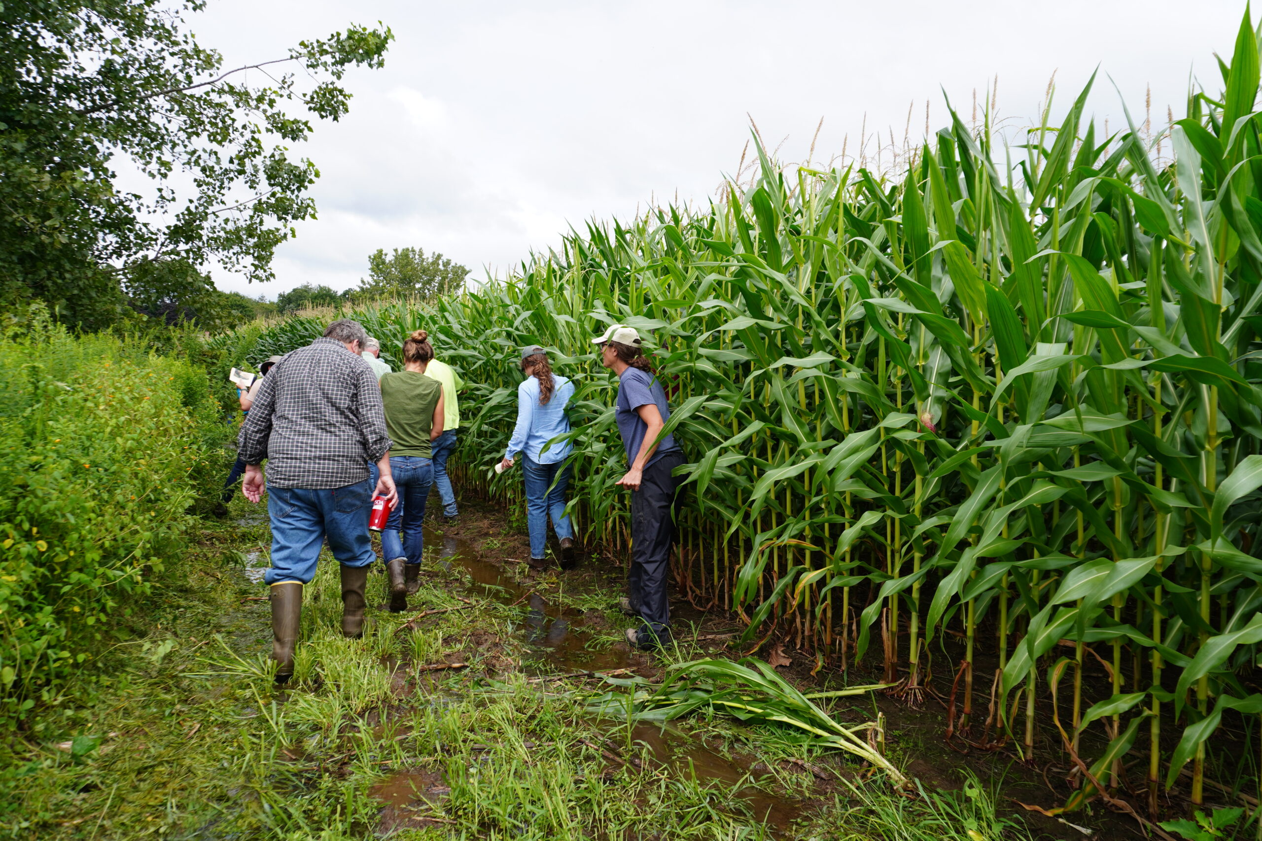 Bees, Trees, Corn, and Soil: Three New England Farmers’ Projects in Action