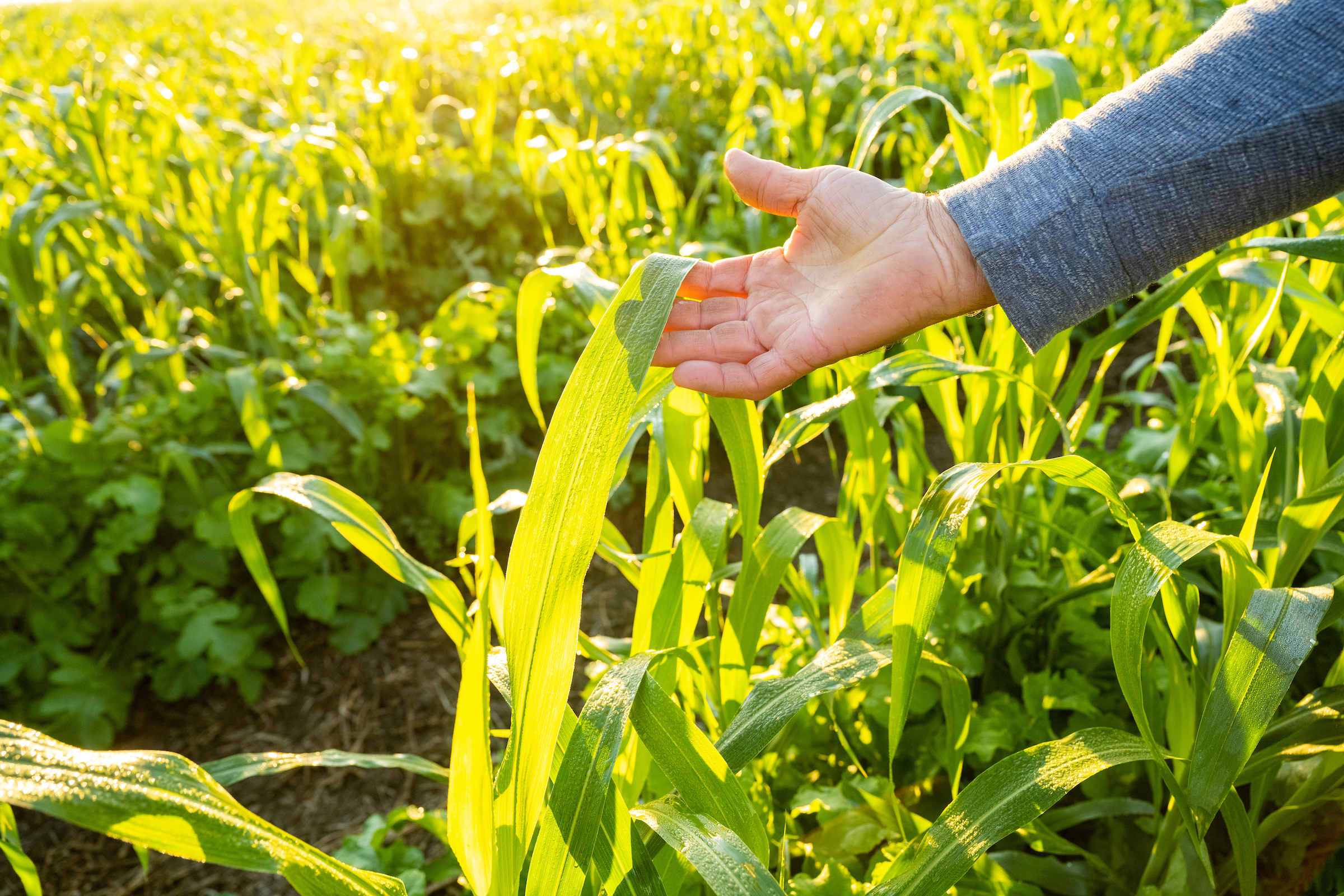 APPLICATIONS OPEN TO SUPPORT FARMERS: Funding and Training Opportunities in the Mid-Atlantic