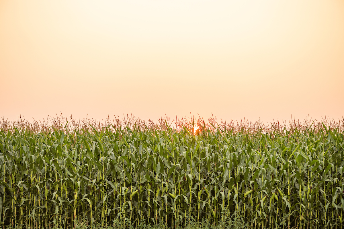 American Farmland Trust Publishes Aiken 2040 Visioning Session Report