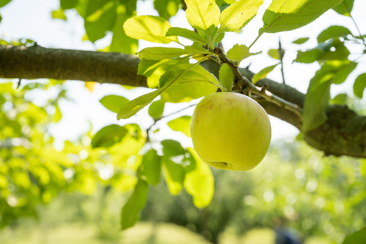 AFT Urges Support for Local Food in Schools During National School Breakfast Week 